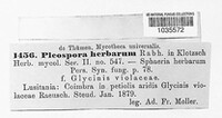 Stemphylium vesicarium image